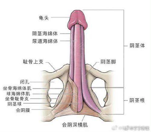 三、上海九龙医院阴茎延长收费8000元起是否合理？
