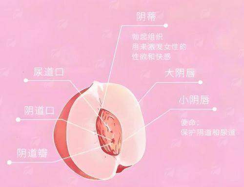 一、合肥民众医院私密科的小阴唇整形技术怎么样？