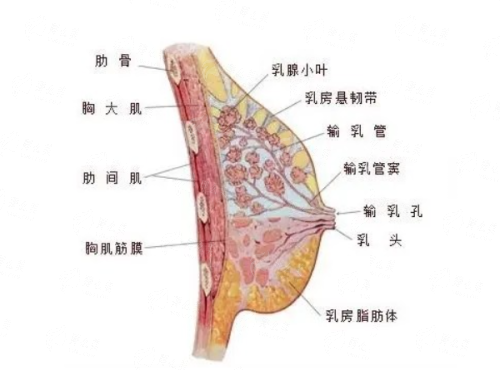 想了解武汉五洲余菁隆胸价格？这里有超全参考，附24小时预约通道！