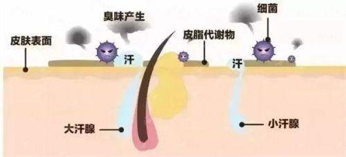 三、崔庆涛与麻海亮双眼皮技术对比