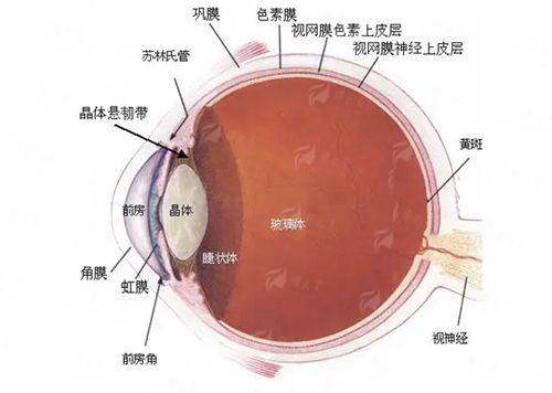 <strong style="color: red;">四、深圳眼科医院挂号指南</strong>