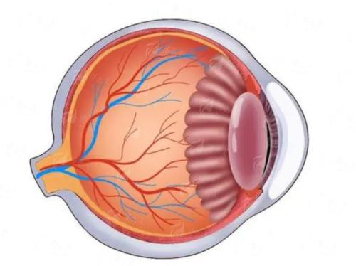 <strong style="color: red;">宁波近视手术常见问题解答</strong>