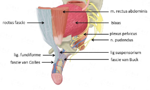 <strong>精细化耳整形的核心技术优势有哪些？</strong>