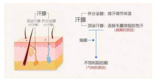 从北京八大处李芯医生做双眼皮靠谱吗？新颜智尚小程序一键预约，查看真实案例与用户反馈