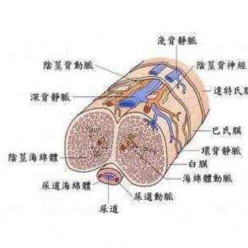 <strong>二、重庆军美详解：不同双眼皮手术方式怎么选？</strong>