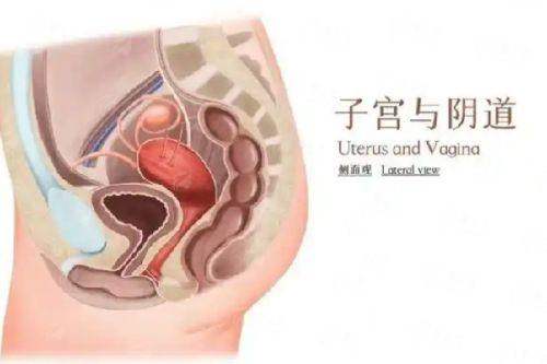 <strong>深度剖析:邓东伟医生的肋软骨隆鼻核心技术优势有哪些?</strong>