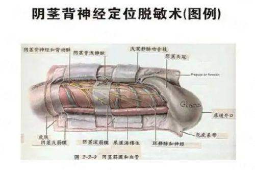 <strong>总结：如何预约拥有深厚荣誉与学术背景的王广医生？</strong>