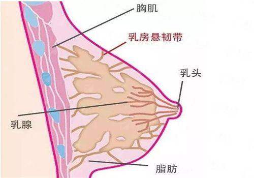 三、<strong>成都军大整形美容医院李辉的技术优势是什么?</strong>